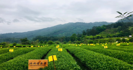 茶品牌金芽网